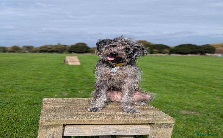 Mixed Breed dogs - Advert 15