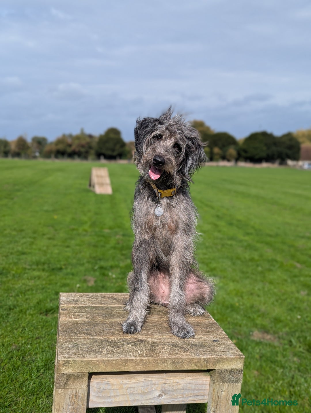 Mixed Breed dogs for sale: This is Ember - Image 1