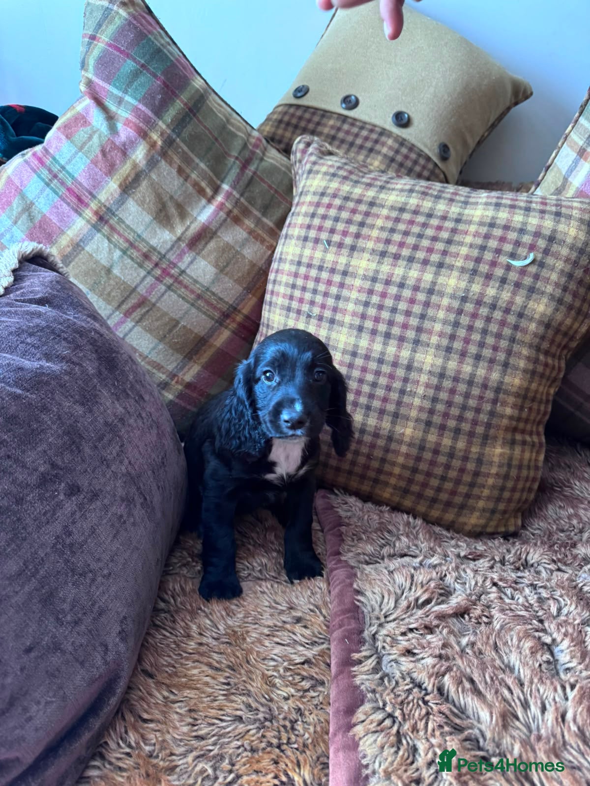 Cocker Spaniel dogs Female cocker spaniel puppy fully vaccinated  - Advert 4