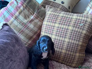 Cocker Spaniel dogs Female cocker spaniel puppy fully vaccinated - Advert 4