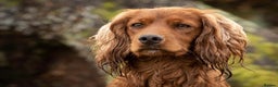 Cocker Spaniel dogs for stud: At Stud in Warminster - Advert 1