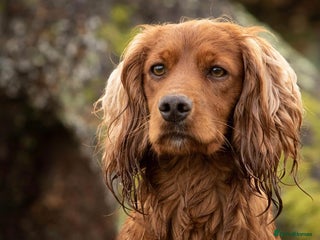 Cocker Spaniel dogs in Warminster - Advert 17