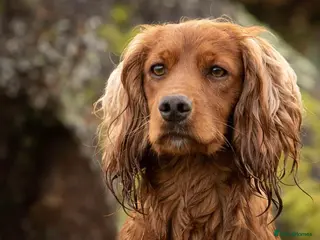 Cocker Spaniel dogs At Stud in Warminster - Advert 7