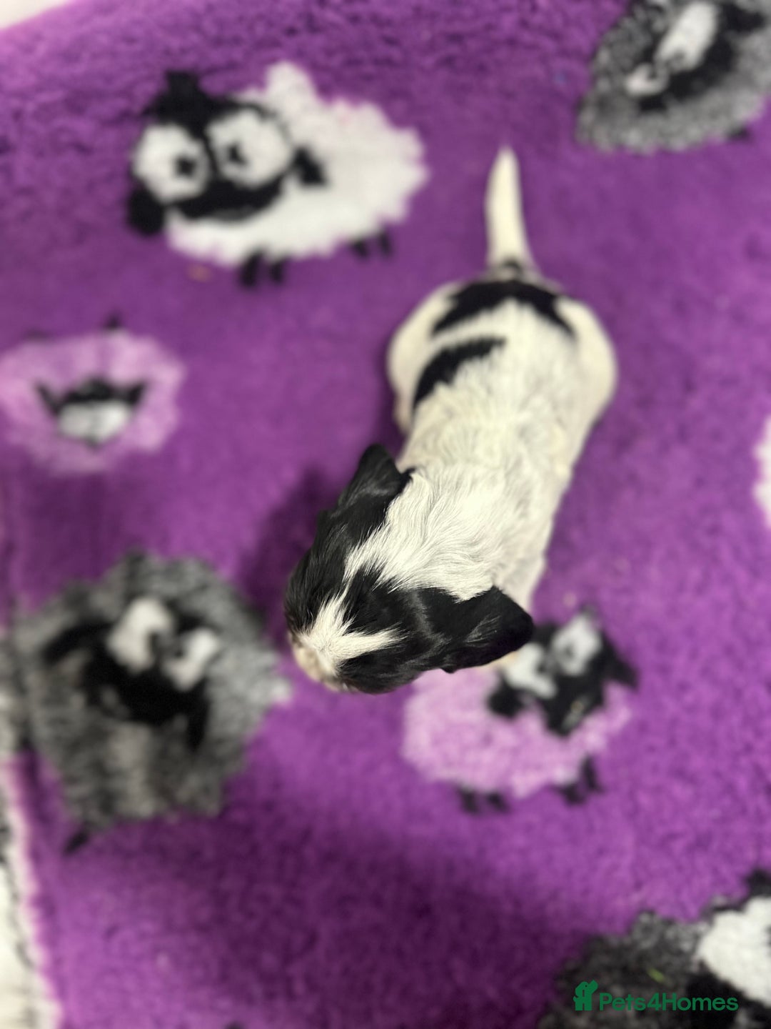 Cocker Spaniel dogs for sale: 4 Show Type Cocker Spaniel Puppy’s 🐶 - Advert 9