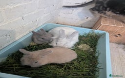 Mixed Breed rabbits for sale: 2 beautiful baby rabbits - Image 9