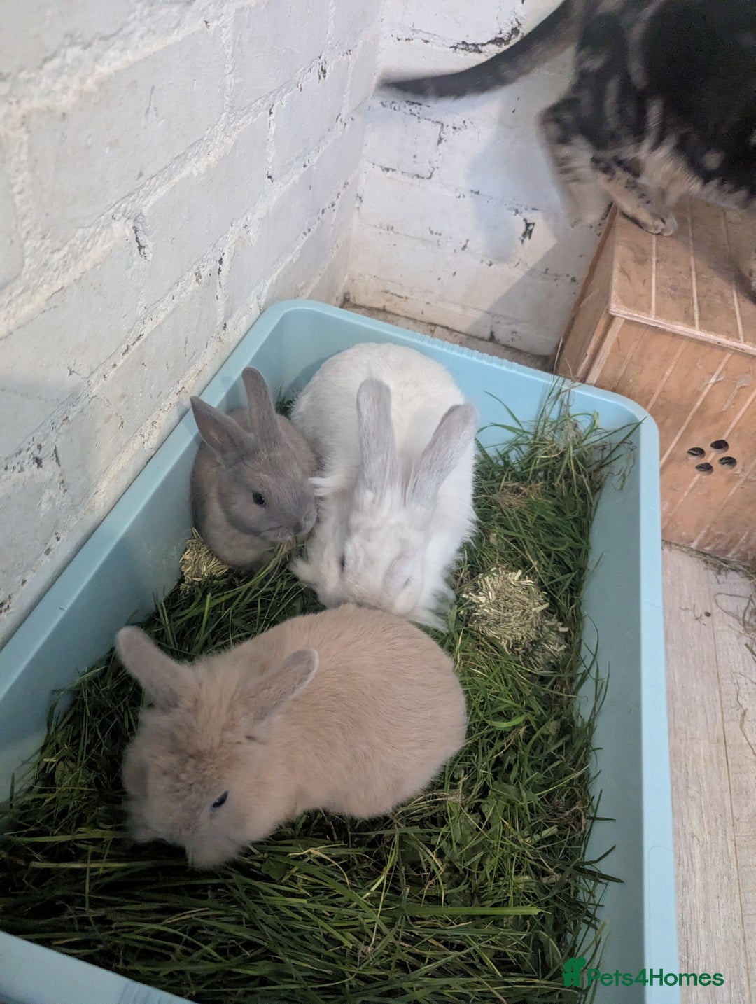 Mixed Breed rabbits for sale: 2 beautiful baby rabbits - Image 9