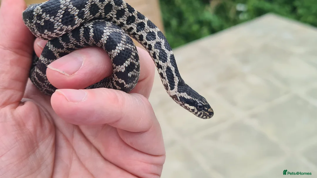 Snake reptiles for sale: Four-line Snake in Chard - Advert 1