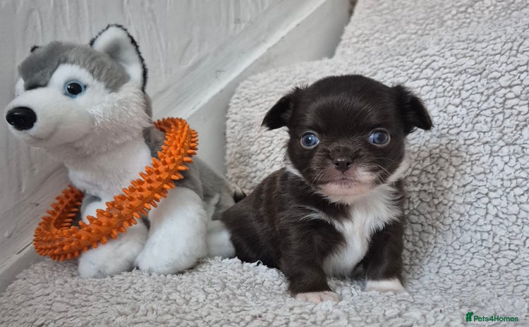 Chihuahua dogs - Advert 4
