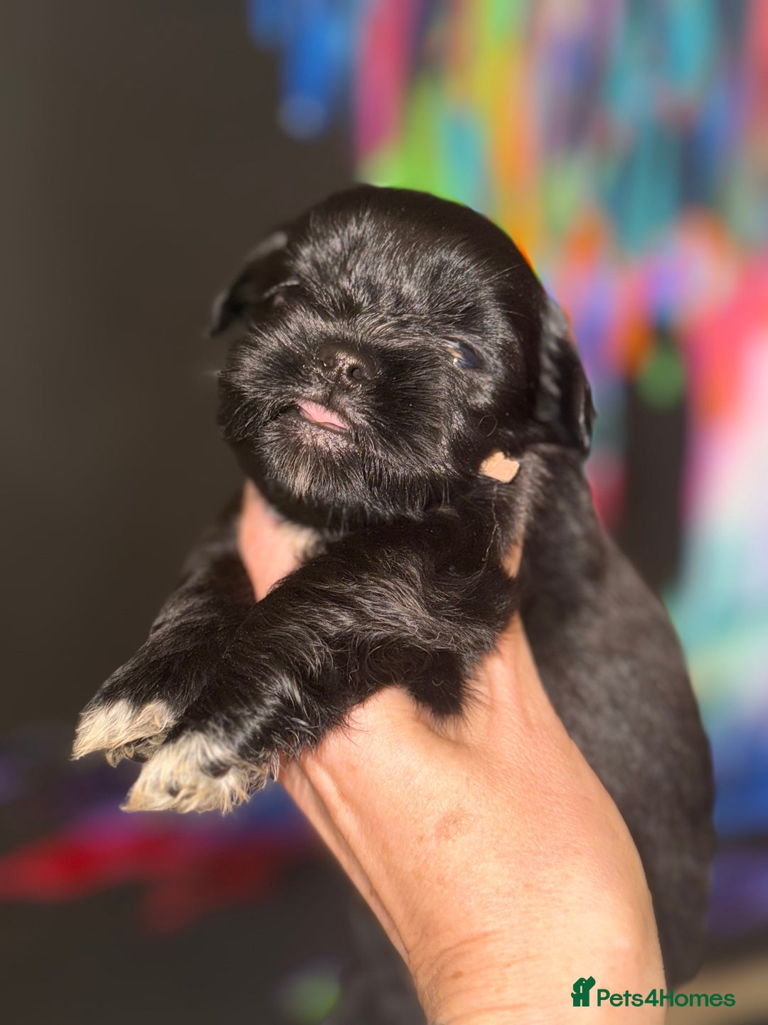 Lhasa Apso dogs for sale: Stunning kc registered Lhasa apso pups - Image 5