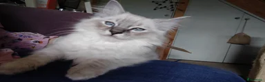 Ragdoll 1