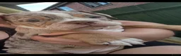 Dorset Olde Tyme Bulldogge dogs for sale: OLDE ENGLISH BULLDOG READY TO LEAVE  - Advert 4