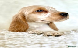 Cocker Spaniel dogs for sale: Golden Roan Full Health Tests Showline KC Reg Pups - Image 14