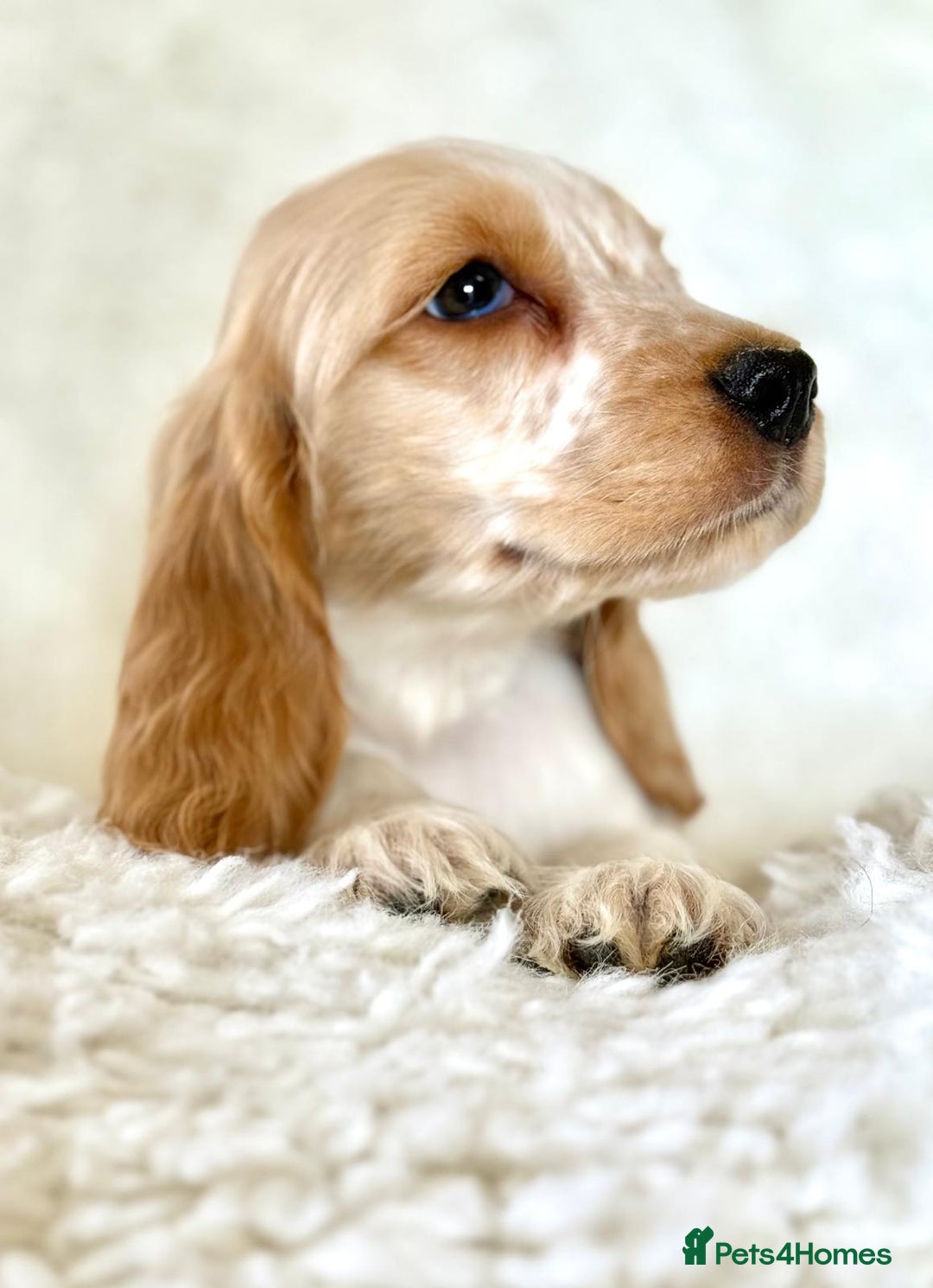 Cocker Spaniel dogs for sale: Golden Roan Full Health Tests Showline KC Reg Pups - Image 14