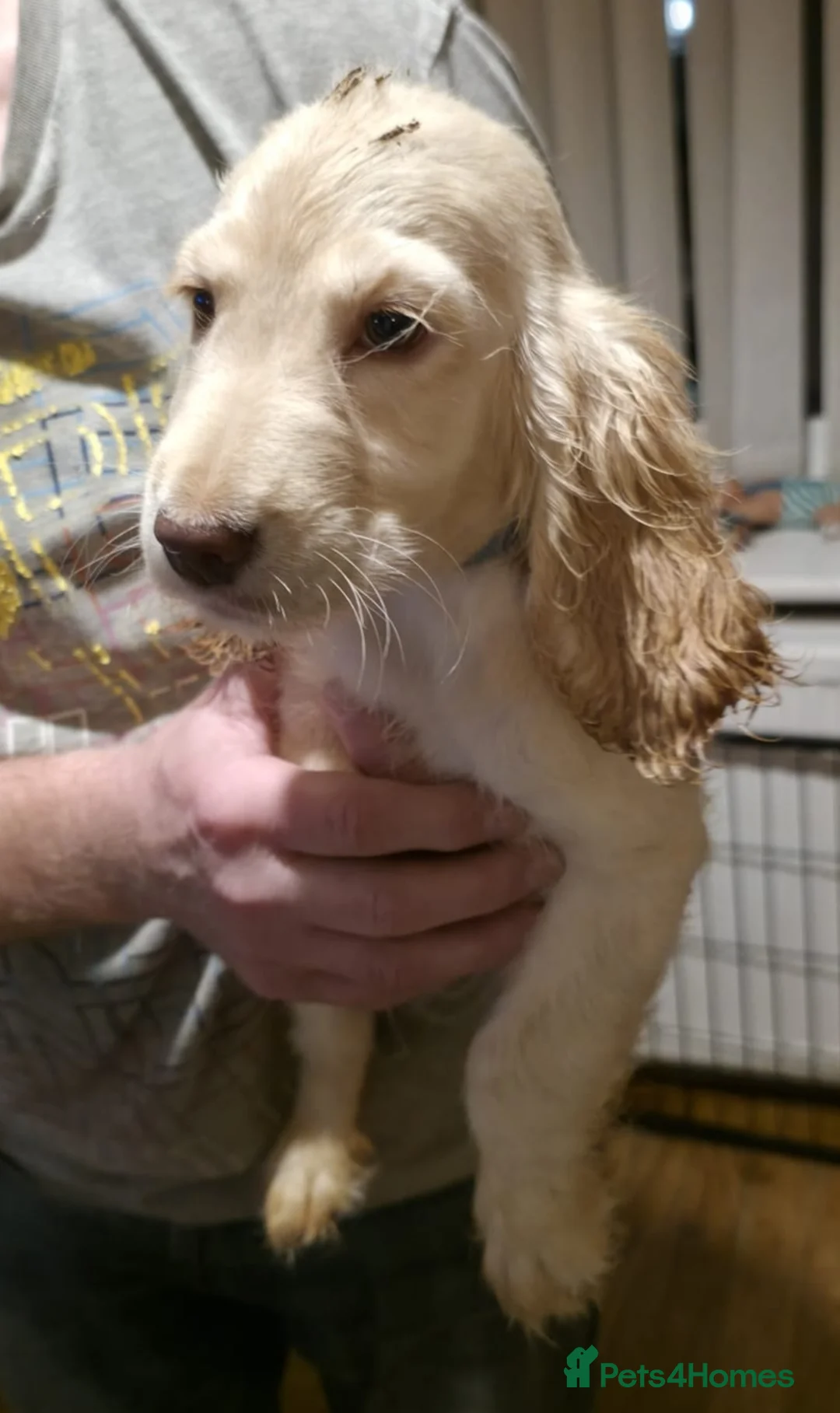 Cocker Spaniel dogs for sale: Cocker spaniel puooys - Advert 3