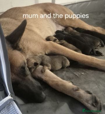 Mixed Breed dogs Belgium and german shepard mix breed puppy  - Advert 1