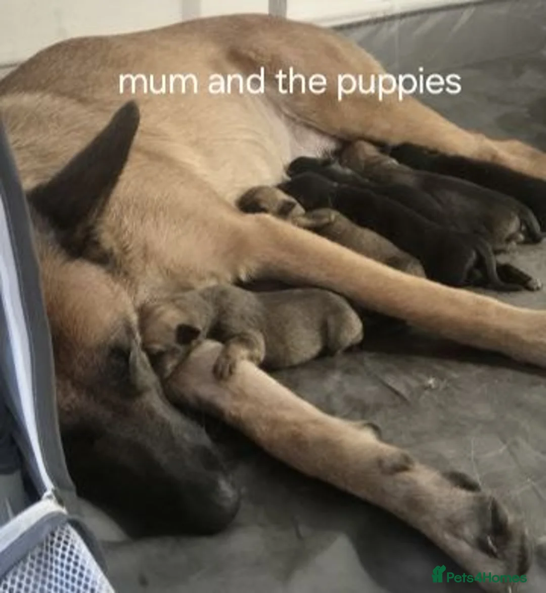 Mixed Breed dogs for sale: Belgium and german shepard mix breed puppy  - Advert 1