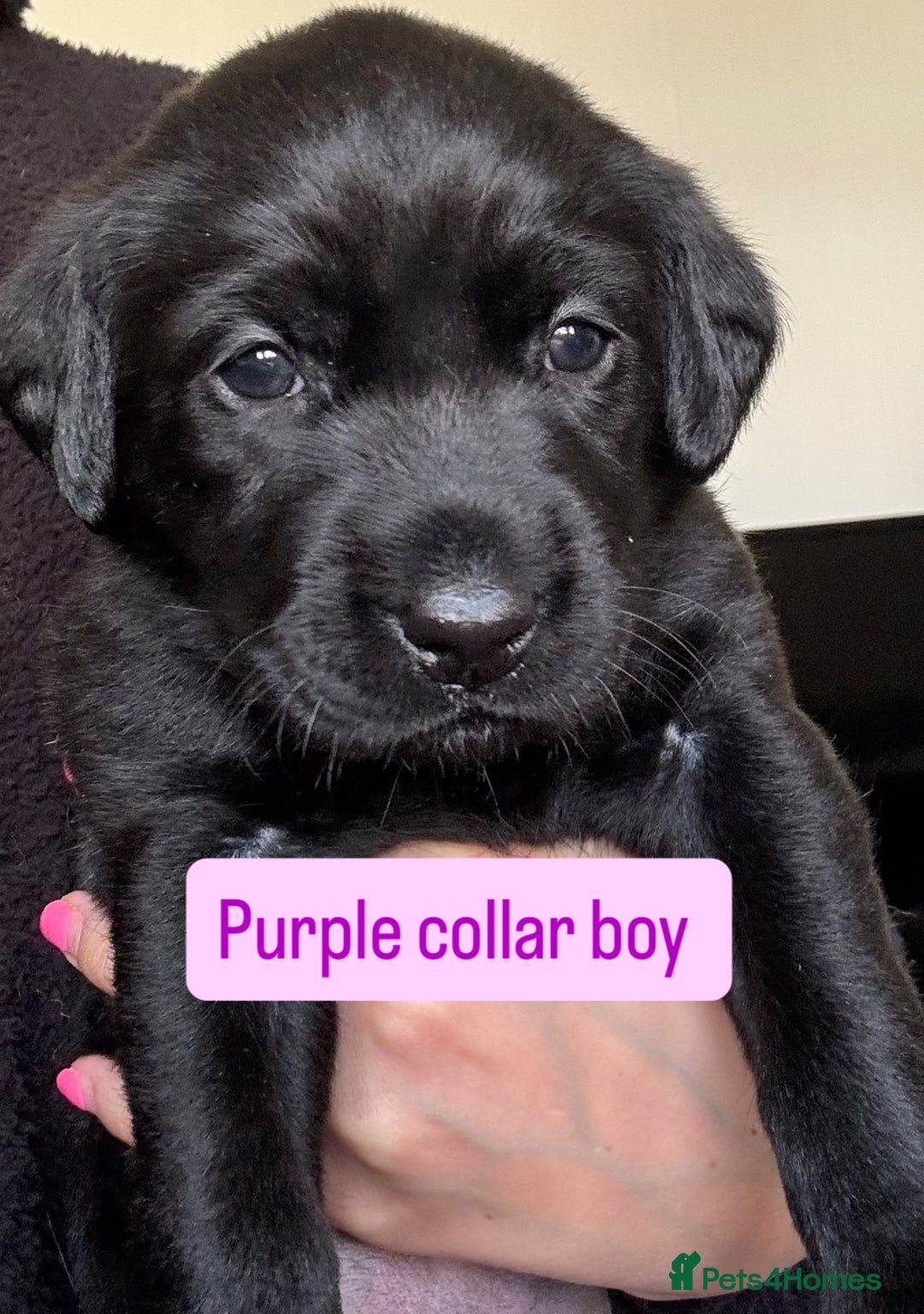 Labrador Retriever dogs for sale: Beautiful Labrador Puppies - Image 3