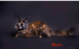 Maine Coon cats for sale: Absolutely amazing ex queen 👸🏻  - Image 1