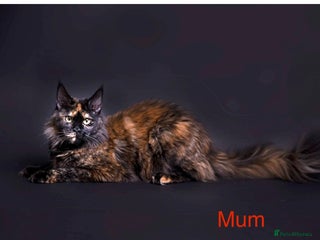 Maine Coon cats - Advert 18