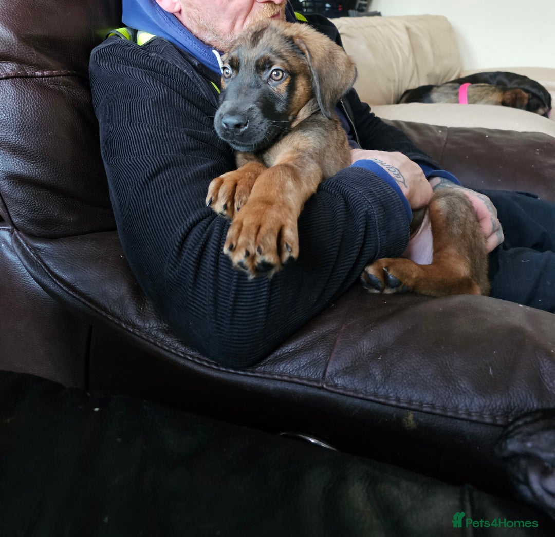 Mixed Breed dogs for sale: German shepherd cross puppy  - Advert 5