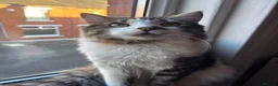 British Longhair cats for sale: One year old Long haired male  - Advert 6