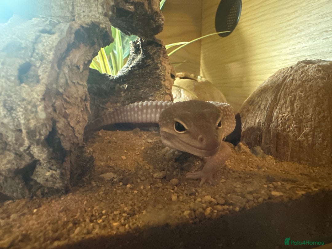 Leopard Gecko reptiles for sale: Rex - Blizzard Leopard Gecko - 1 Year Old - Advert 3