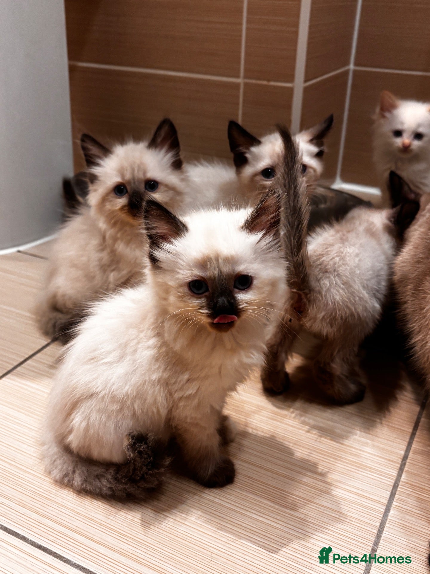 Mixed Breed cats Beautiful Siamese cross ragdoll kittens - Advert 5