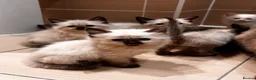 Mixed Breed cats for sale: Beautiful Siamese cross ragdoll kittens - Advert 1