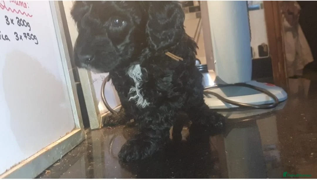 Cavapoo dogs for sale: F1b Health tested Phantom chocolate Merle Cavapoo - Advert 31