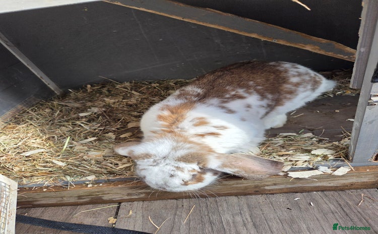 French Lop rabbits - Advert 2