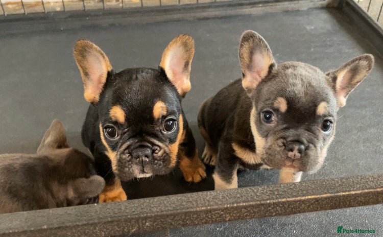 French Bulldog dogs - Advert 2