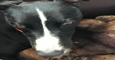 Lurcher dogs - Advert 6