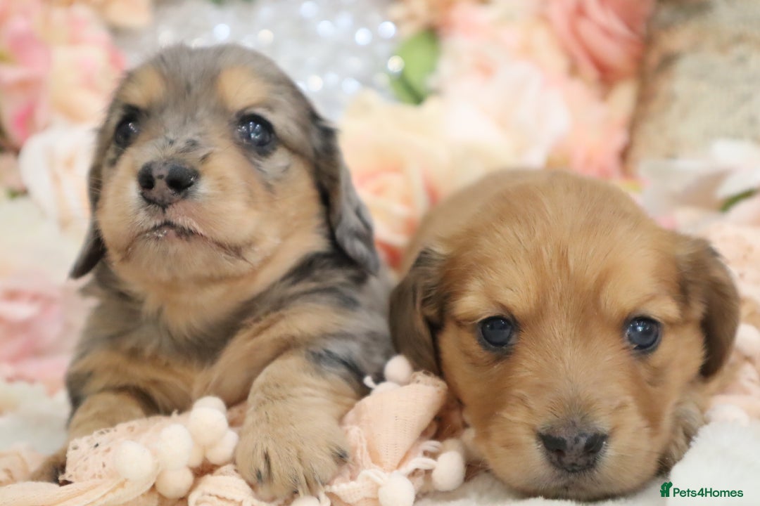 Miniature Dachshund dogs for sale: KC Registered Miniature Dachshund Puppies - Image 6
