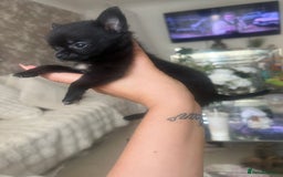 Pomchi dogs for sale: 5 beautiful xs pomchi (open to offers) - Image 12