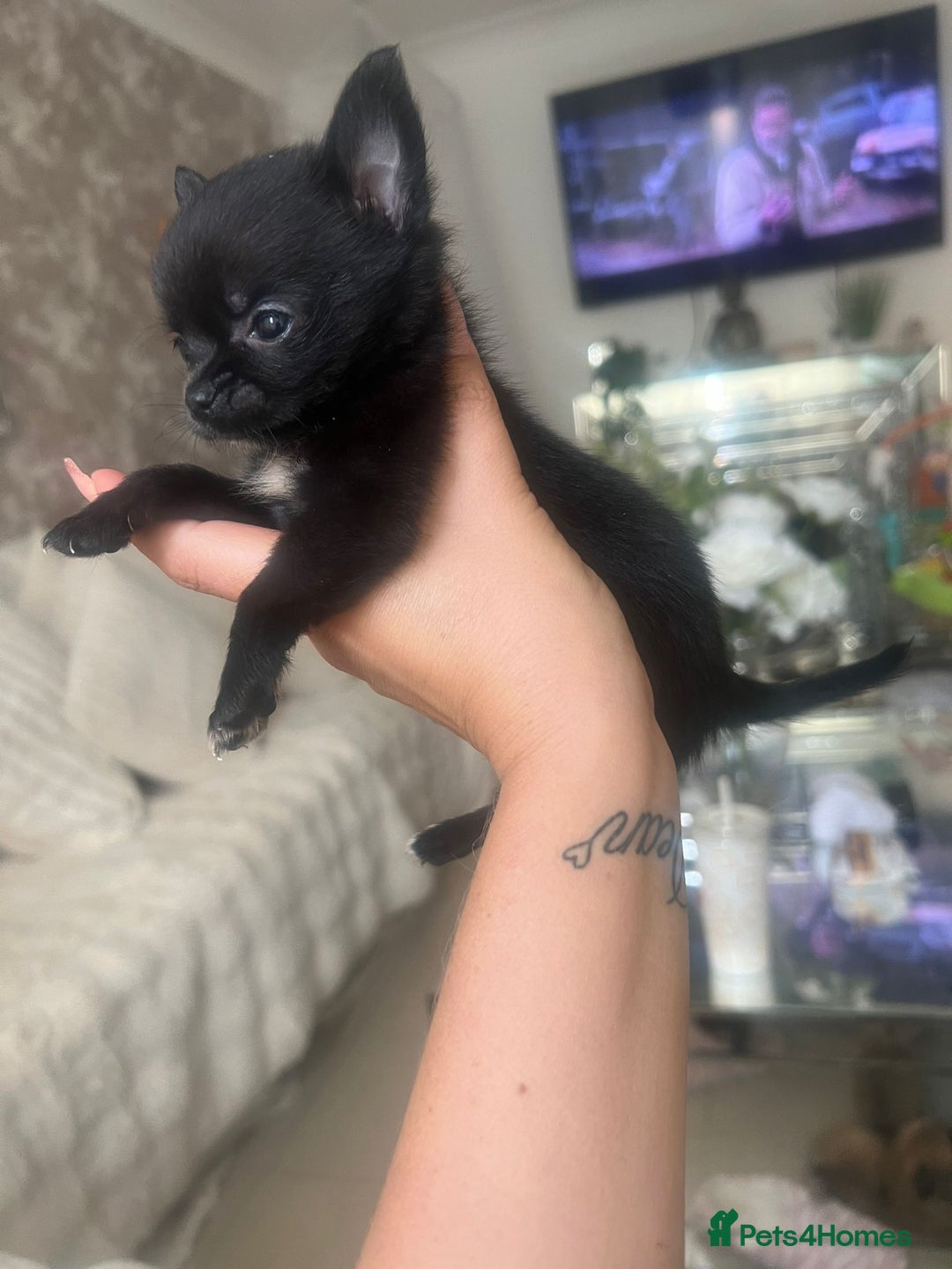 Pomchi dogs for sale: 5 beautiful xs pomchi (open to offers) - Image 12