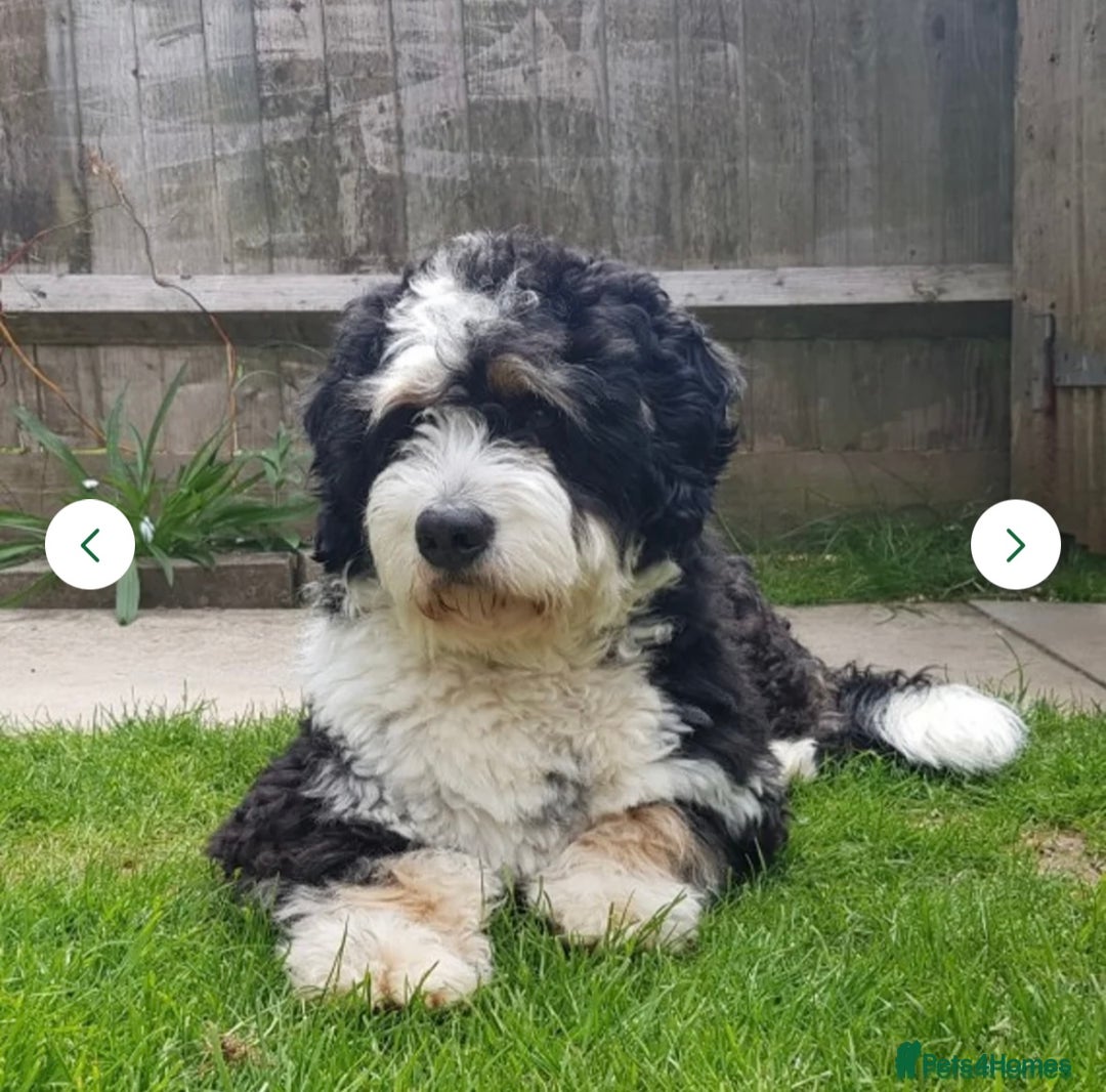 Bernedoodle dogs for sale: Mini Bernedoodle **waiting list** - Image 13