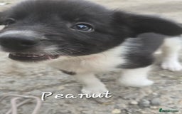 Border Collie dogs for sale:  Any farmers looking for working dogs? - Image 38