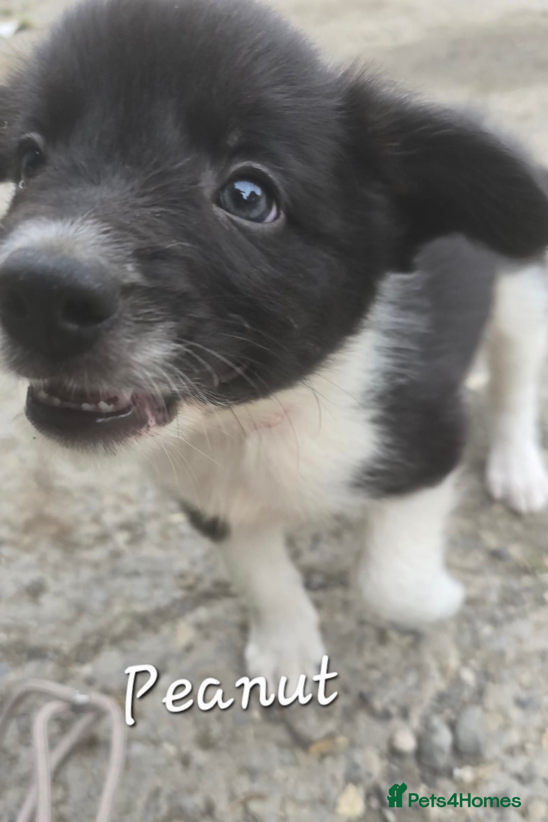 Border Collie dogs for sale:  Any farmers looking for working dogs? - Image 38