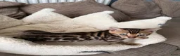 Bengal cats for sale: TICA pure breed Bengal kittens available.  - Advert 19