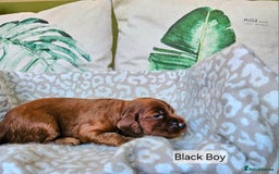 Irish Setter dogs for sale: KC Registered Irish Setter Puppies - Image 9
