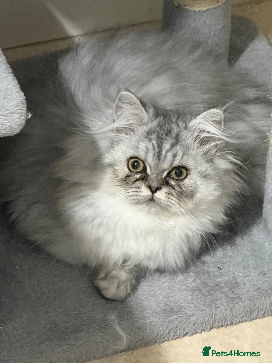 British Longhair cats for sale: British long hair & persian chinchilla  - Advert 1