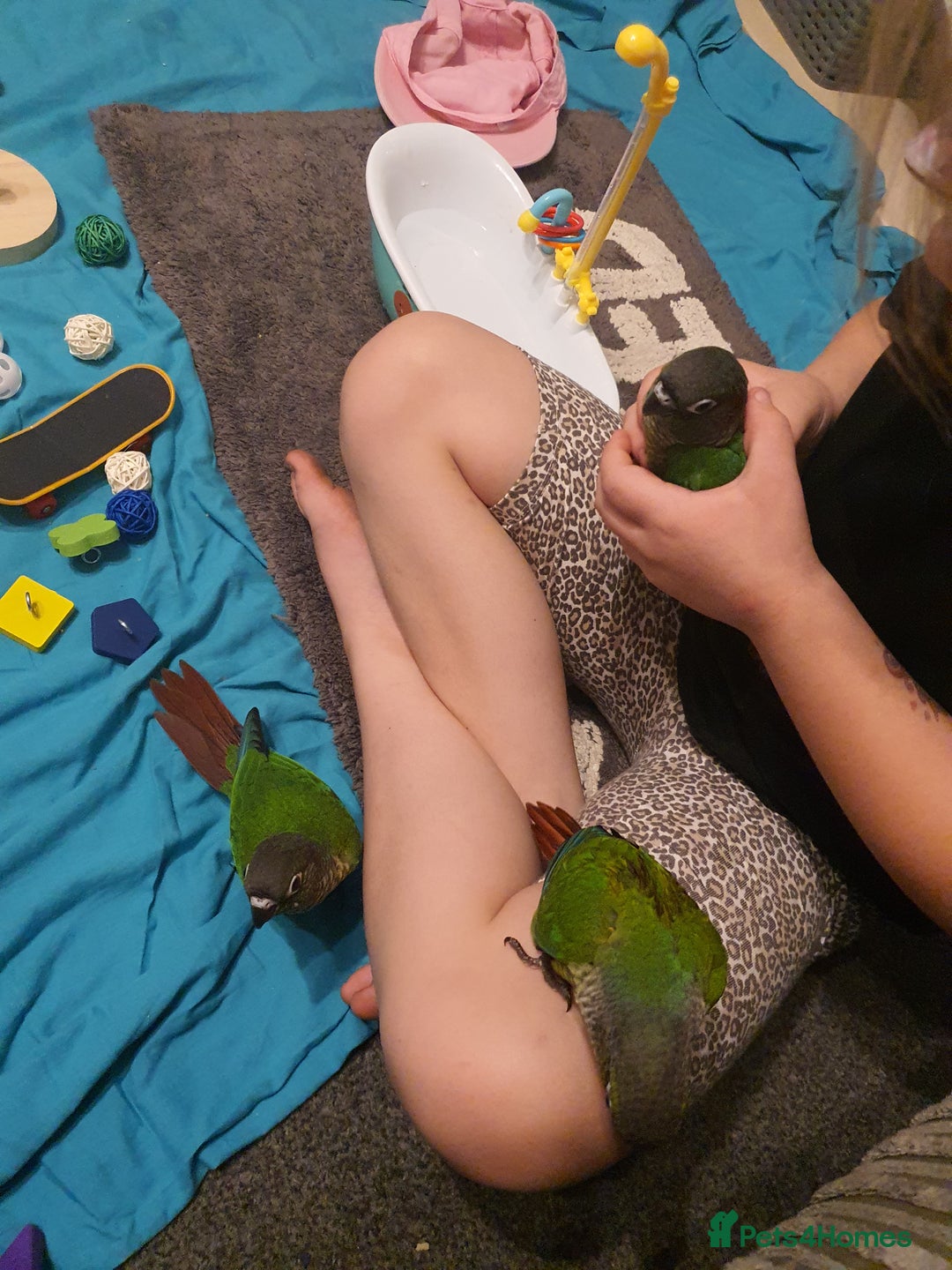Conures birds for sale: Handreared conures - Image 16