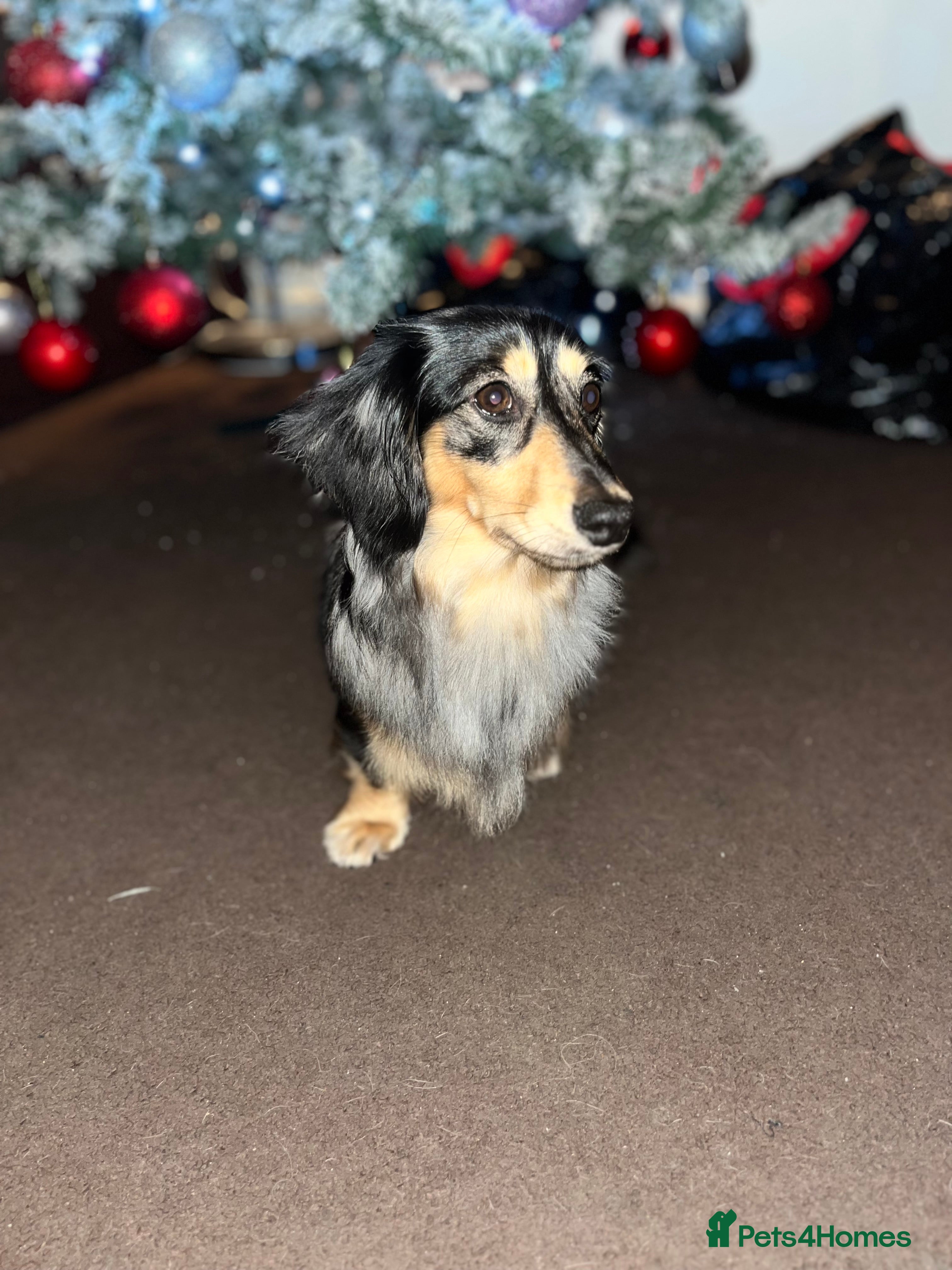 Miniature Dachshund dogs Mini long haired dapple dachshund Odin for stud.   - Advert 7