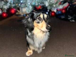 Miniature Dachshund dogs Mini long haired dapple dachshund Odin for stud. - Advert 3