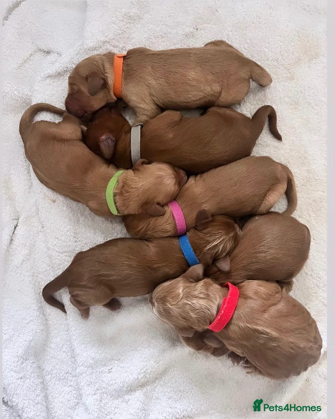 Goldendoodle dogs for stud: Alfie, Proven Goldendoodle for stud-Health Tested in Southport - Advert 4