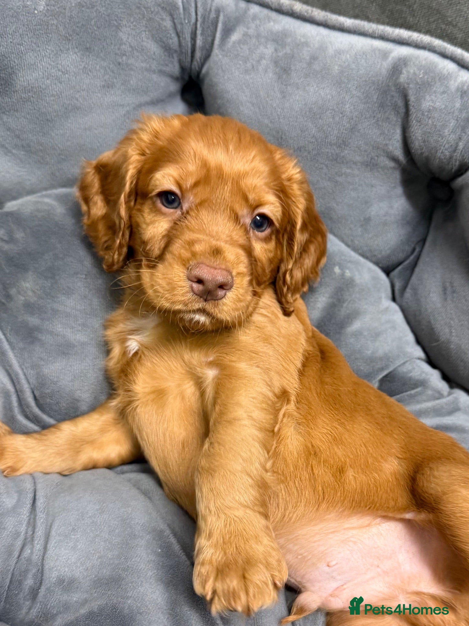 Cocker Spaniel dogs 💙 Boy Red KC Working Cocker Spaniel 💙 - Advert 2