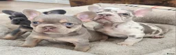 French Bulldog dogs for sale: New Shade Isabella Merle and Tan! - Advert 8