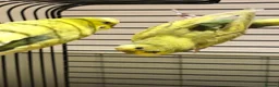 Budgerigars birds for sale: Pair of budgies Male and Female - Advert 5