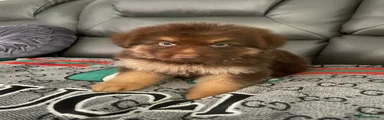 German Shepherd 5