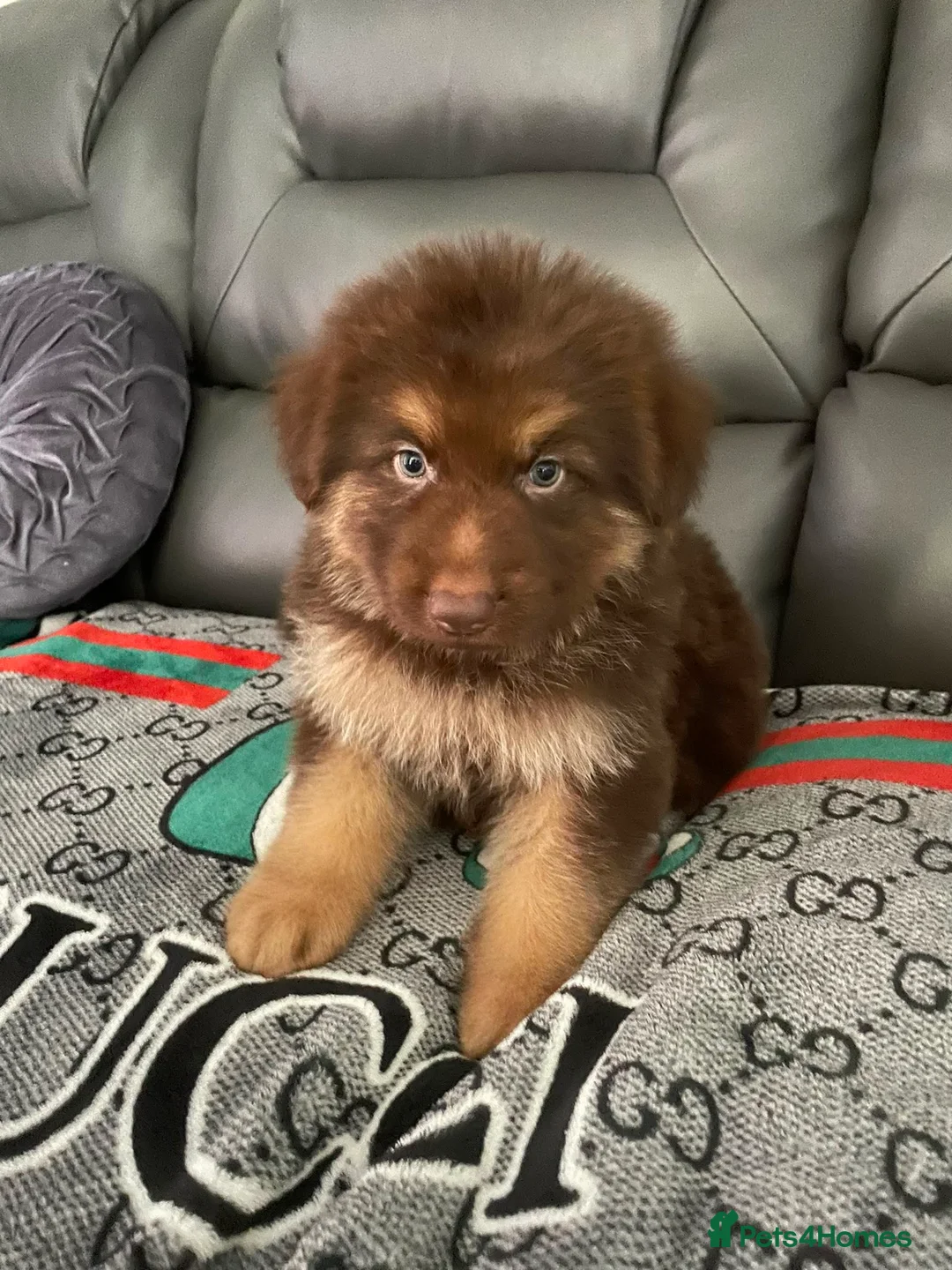 German Shepherd dogs for sale: German shepherd puppies  - Advert 2